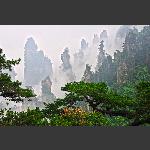 天子山上迎客松