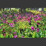 鲜花烂漫
