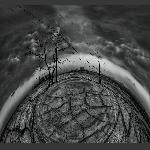 鸟无林