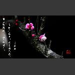 梅花