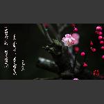 梅花