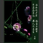 梅花赞