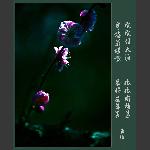 梅花赞