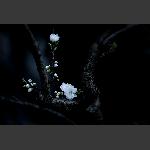 桃花吟