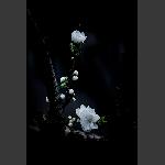 桃花吟