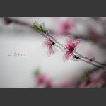 花开的声音