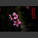 渡船坡的桃花