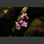 渡船坡的桃花