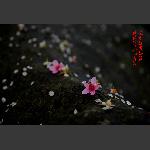 渡船坡的桃花