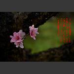 渡船坡的桃花