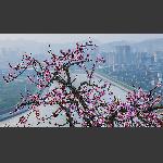 桃花傲然