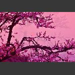 花影