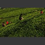 茶园