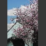 莫愁湖边