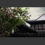 莫愁湖边