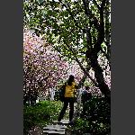 莫愁湖边