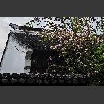 莫愁湖边