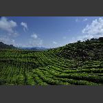 茶园春色