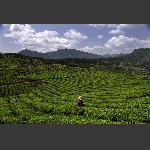 采春茶