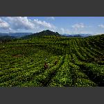 盘龙山茶场