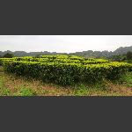 春满茶浓
