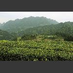 春满茶浓