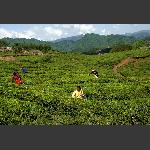 清明时节忙采茶.2