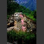 神农架风光