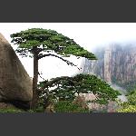 黄山松