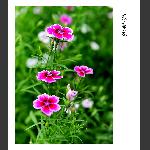 花韵2