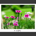 花韵1