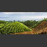 茶山美