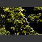 青苔