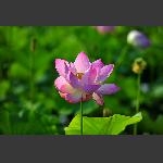 荷花怒绽