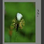 荷花蕊