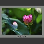 菡萏半开
