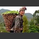 彝族掠影--老人