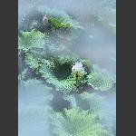 雾里看花