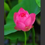 荷花仙子.3
