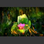 荷花3