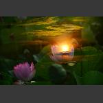荷花2