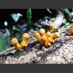 朽木上的生机