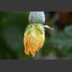 花开花谢结硕果