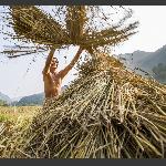 码草跺