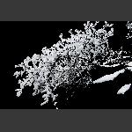 冰花
