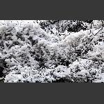 冰花2