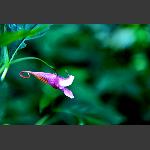 龙虾花影
