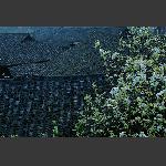 春