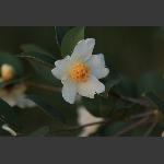 茶花