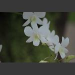 兰花一簇